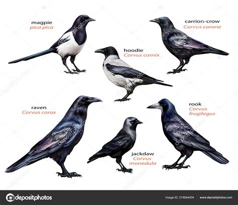 rooks vs crows vs ravens